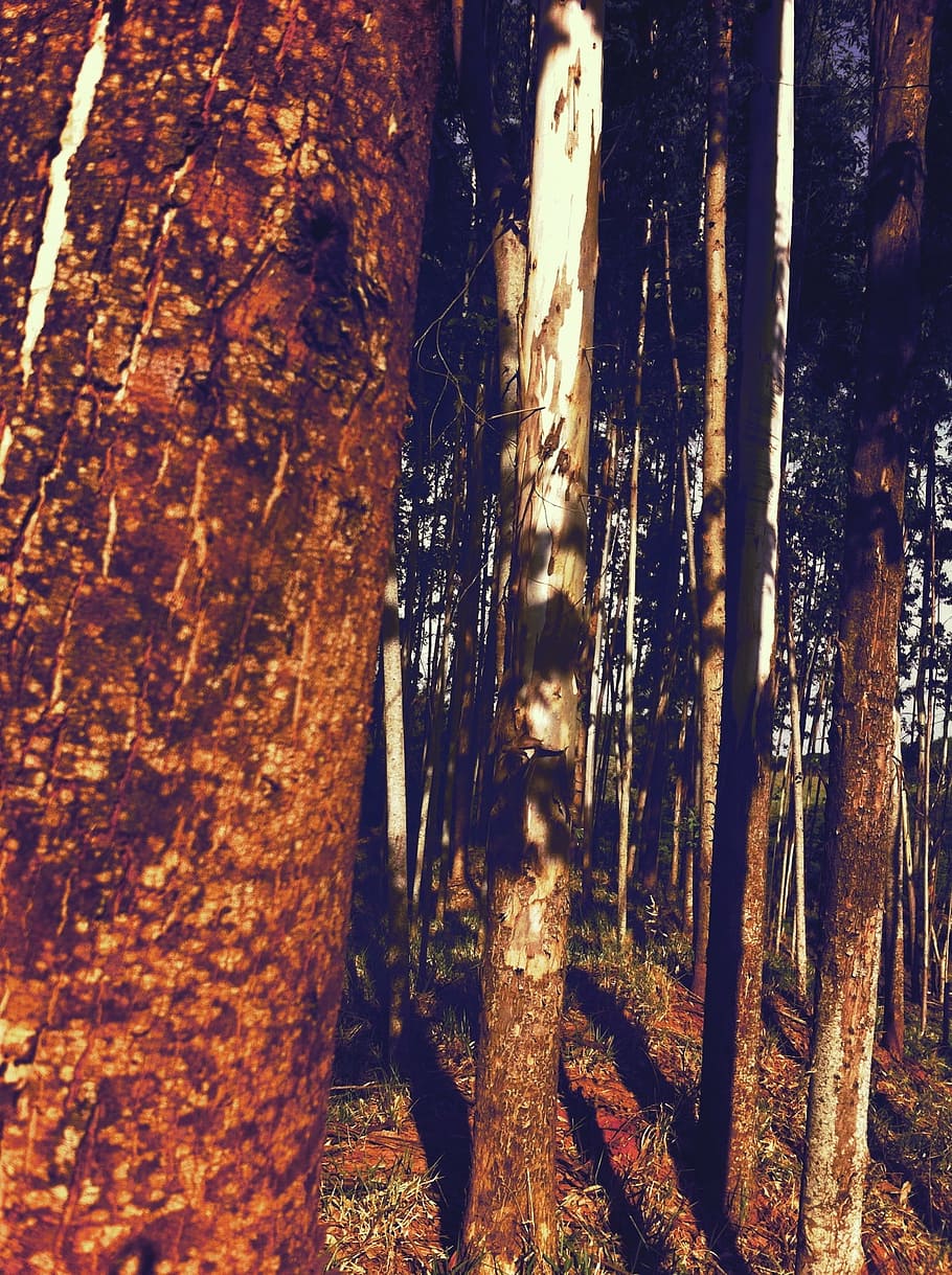 nature, flying, woods, tree trunk, forest, land, no people HD wallpaper