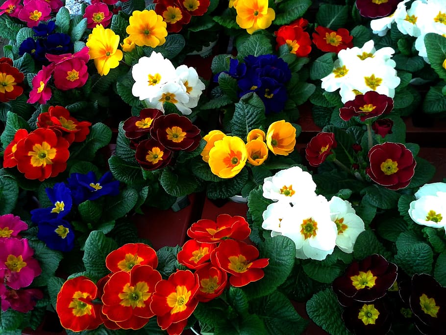 Primrose, Cowslip, Color, Auricula, market, market stall, sale HD wallpaper