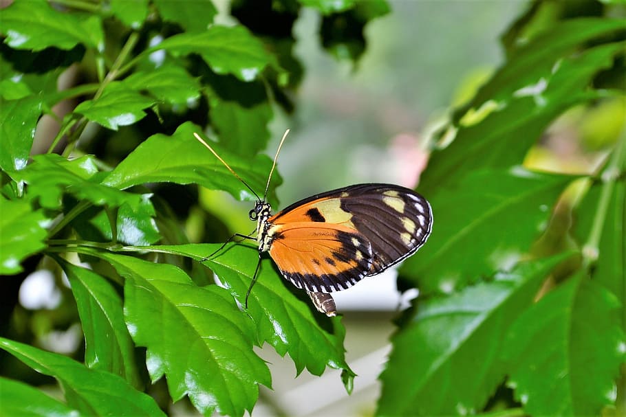 monarch butterfly, insect, bug, flower, nature, natural, leaves HD wallpaper