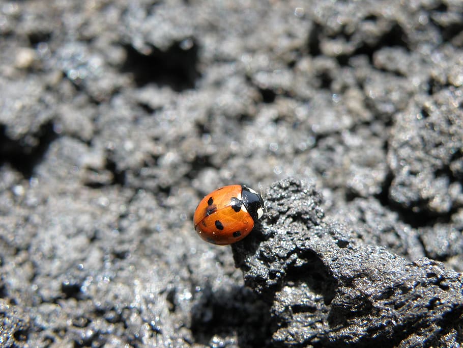 ladybug, insect, animal themes, beetle, animals in the wild HD wallpaper