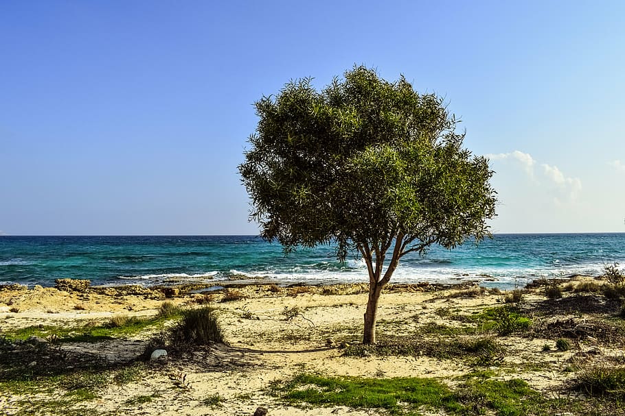 tree, beach, sea, scenery, nature, alone, isolated, makronissos HD wallpaper