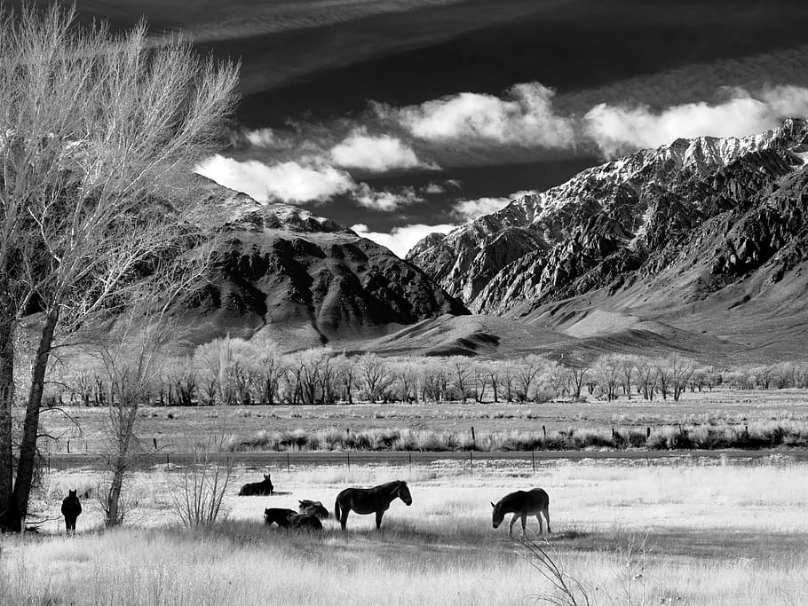 grey scale photo of animals near mountains and trees, horses, HD wallpaper