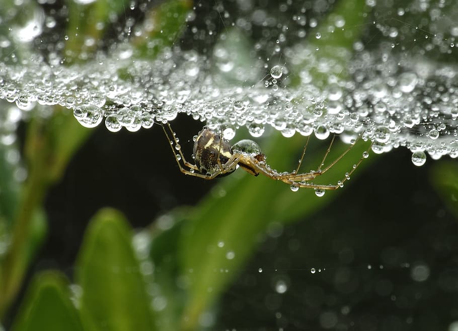 brown spider and water droplets close-up photography, dewdrop HD wallpaper