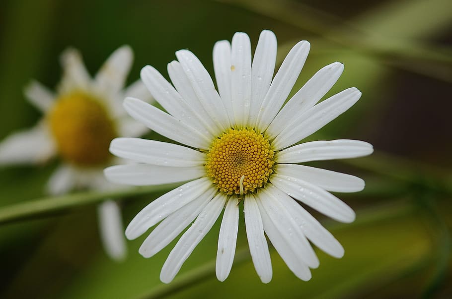 daisy, leaf, nature, garden, macro, detail, plants, beautiful HD wallpaper