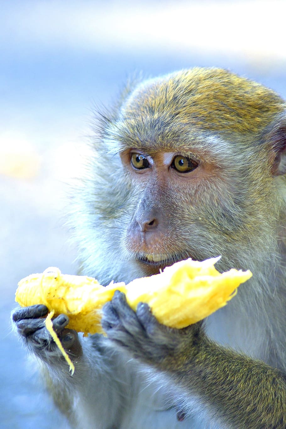 Monkey, Monkeys, Ape, Mammal, apes, mammals, animal, animals HD wallpaper