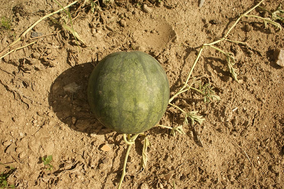 watermelon, orchard, fruit, food and drink, healthy eating HD wallpaper