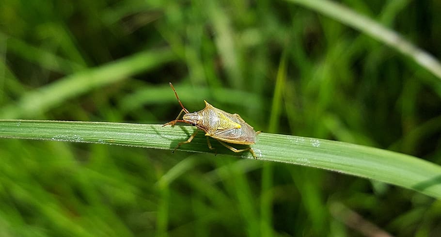 beetle, bug, stink bug, rice stink bug, insect, insectoid, creature HD wallpaper