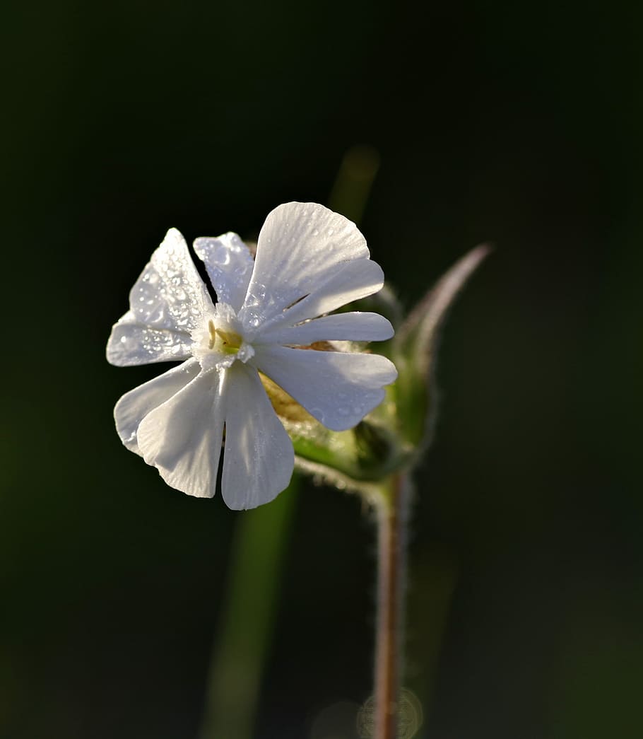 flower, white, gentle, bud, macro, wild, meadow, nature, flowering plant HD wallpaper