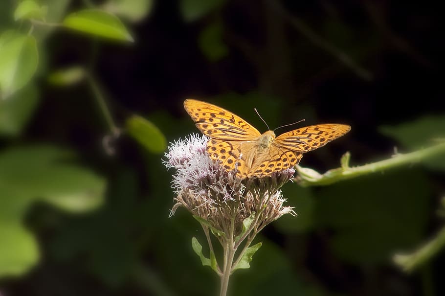 insect, butterfly, flower, macro, plant, invertebrate, beauty in nature HD wallpaper