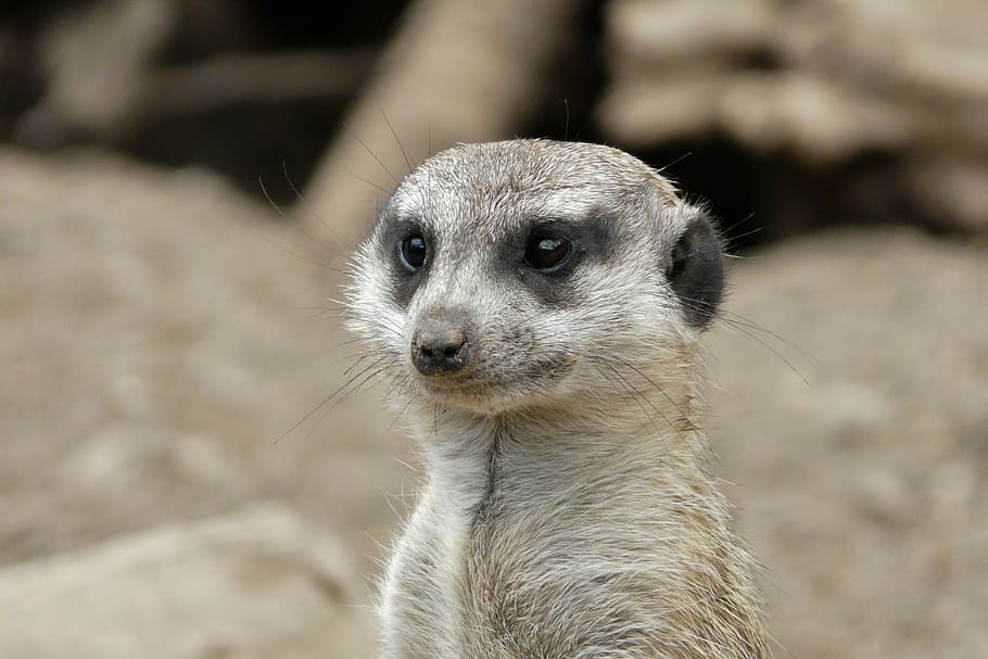 meerkat, close, head, funny, cute, attention, animal portrait HD wallpaper