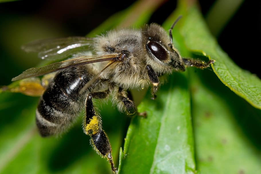 bee, pollen, insect, macro, detail, animal themes, animals in the wild HD wallpaper