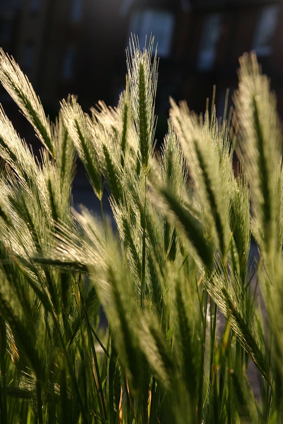 grass, many, respect, together, grain, cereal, portrait, green HD wallpaper