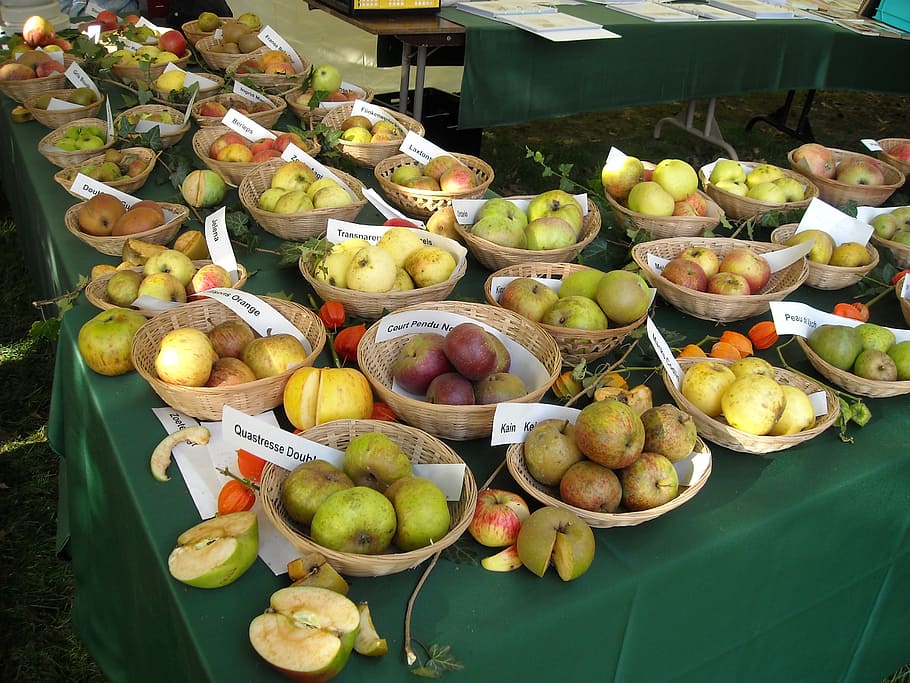 apples, fruit, fruits, pomology, fruit recognition, food, apple varieties, HD wallpaper