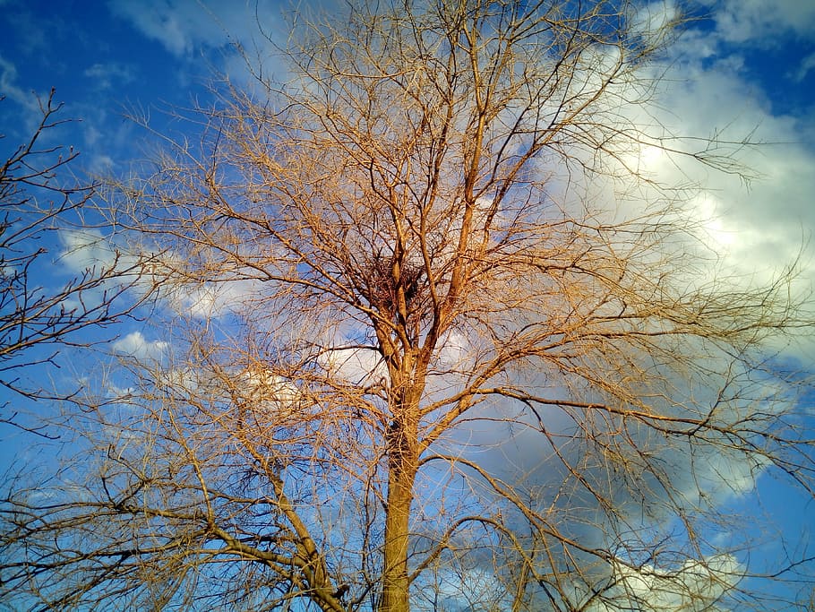 Tree, Clouds, Sunset, Nature, trees, sky, winter, branches HD wallpaper
