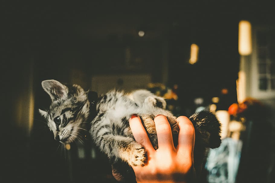 hand, house, kitten, cat, pet, animal, human hand, human body part HD wallpaper