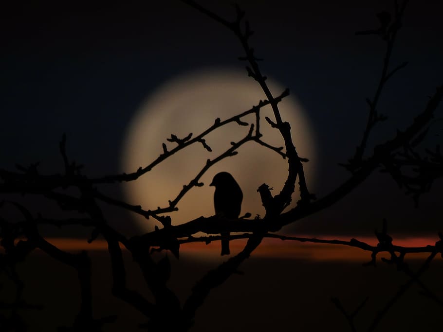 bird, evening, moon shadow, branches, against moon, sky, tree HD wallpaper