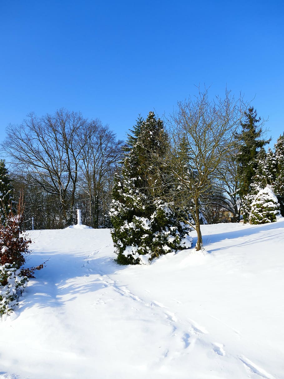 winter, snow, wintry, cold, winter trees, nature, winter cold HD wallpaper