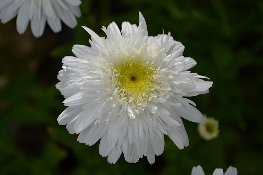 daisy, white, flower, close-up, nature, plant, petal, flowering plant HD wallpaper
