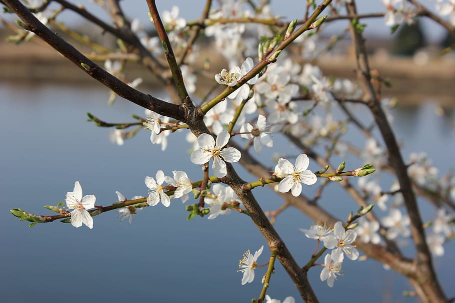 branches, cherry blossom, flower, flowering plant, fragility HD wallpaper