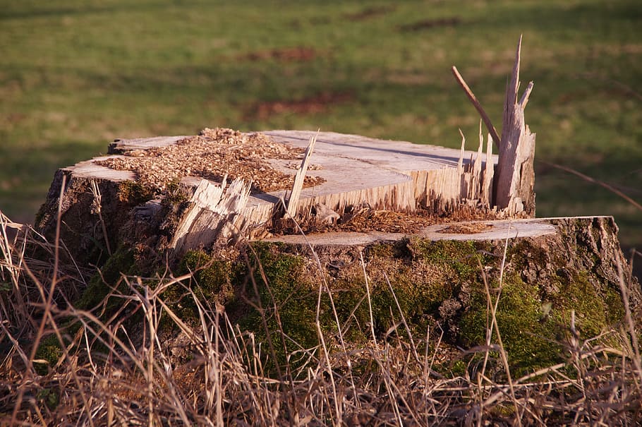tree stump, sawed off, wood, splitter, forest, nature, forestry HD wallpaper