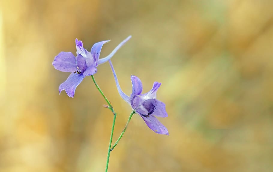 plant, nature, live, flower, flowering plant, beauty in nature HD wallpaper
