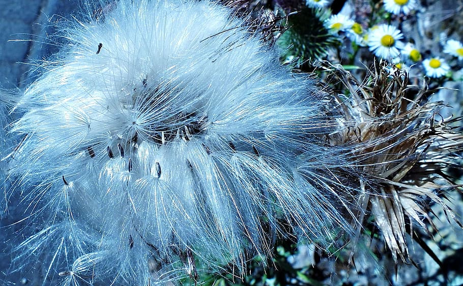 thistle, weed, meadow, nature, spikes, plant, flora, clarity HD wallpaper