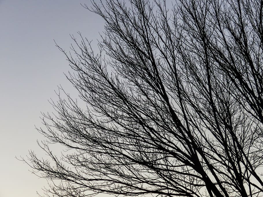 Branches, repetition, trees, Landscapes, Nature, Sunset, sky HD wallpaper