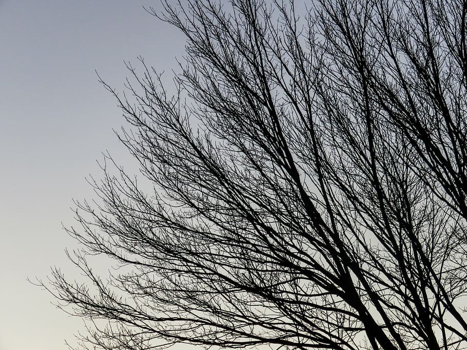 bare tree, silhouette, without, leaves, sunrise, trees, branches HD wallpaper
