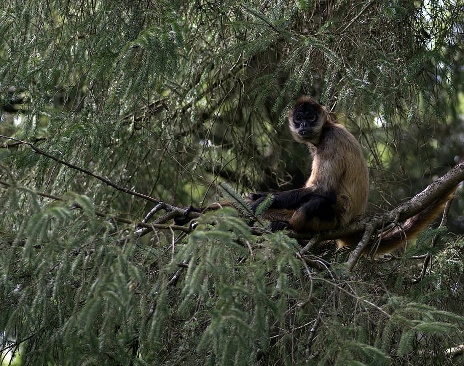 monkey, primate, animal, zoo, mammal, animals in the wild, animal wildlife HD wallpaper