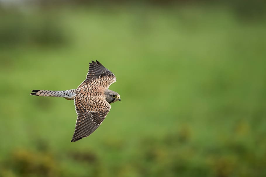 hawk soaring near grass during daytime, selective focus photography of flying brown bird HD wallpaper