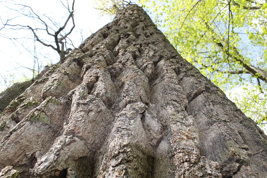 bark, tree bark, ridge, nature, landscape, cracks, old, plant HD wallpaper