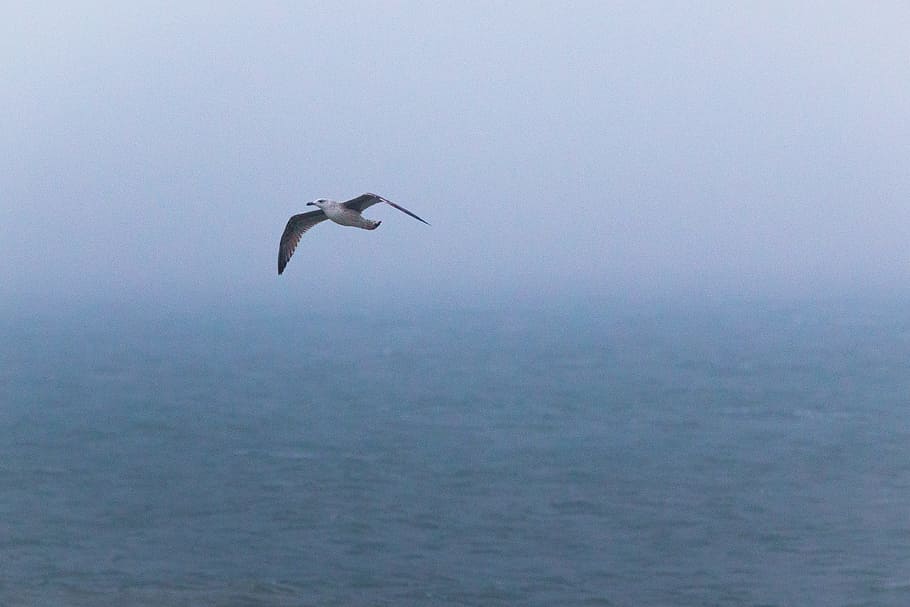 Seagull, Bird, Fly, Beach, Dune, helgoland, north sea, sea island HD wallpaper
