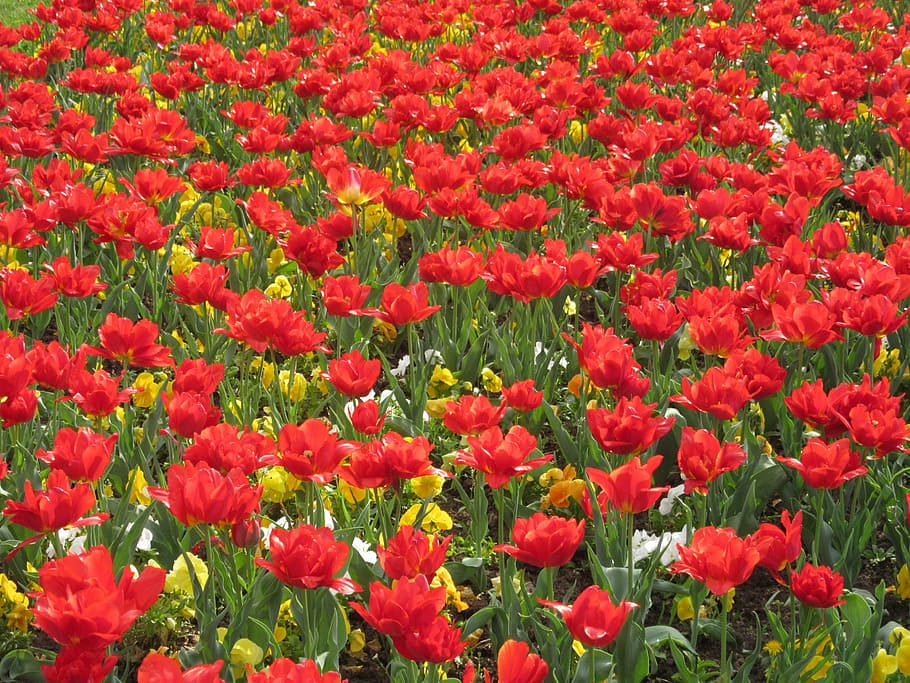 flowers, red, spring, nature, garden, plant, floral, natural HD wallpaper