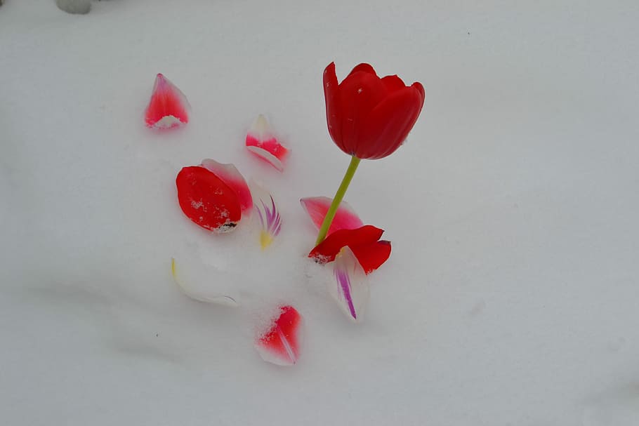 Flower, Tulip, Spring, Floral, red, bouquet, green, white, blossom HD wallpaper