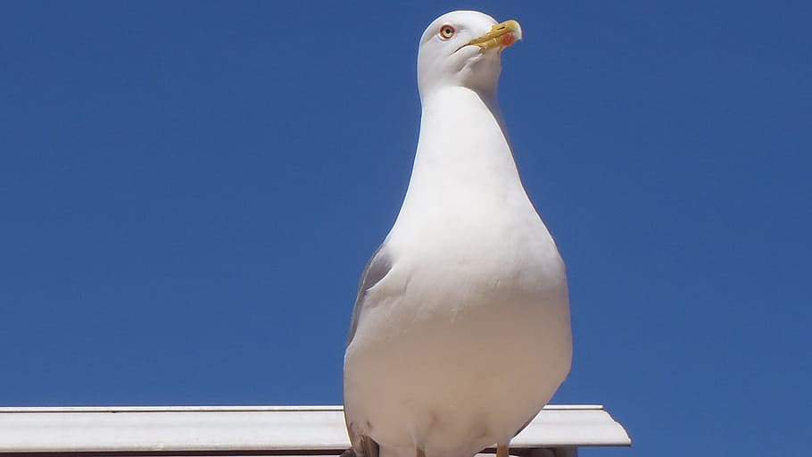 Bird, Seagull, Profile, white color, blue, animal themes, one animal HD wallpaper