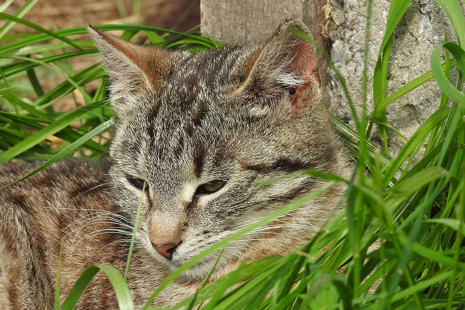 animals, nature, charming, a little, fur, cat, lawn, pets, dachowiec HD wallpaper