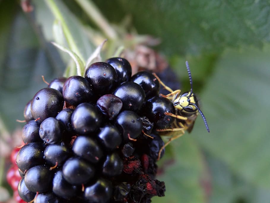 wasp, nature, insect, fruit, food and drink, healthy eating HD wallpaper