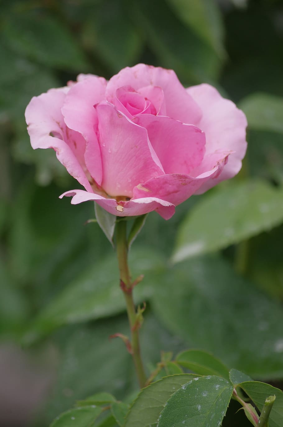 Pink, Summer, Garden, flower, pink color, peony, petal, plant HD wallpaper