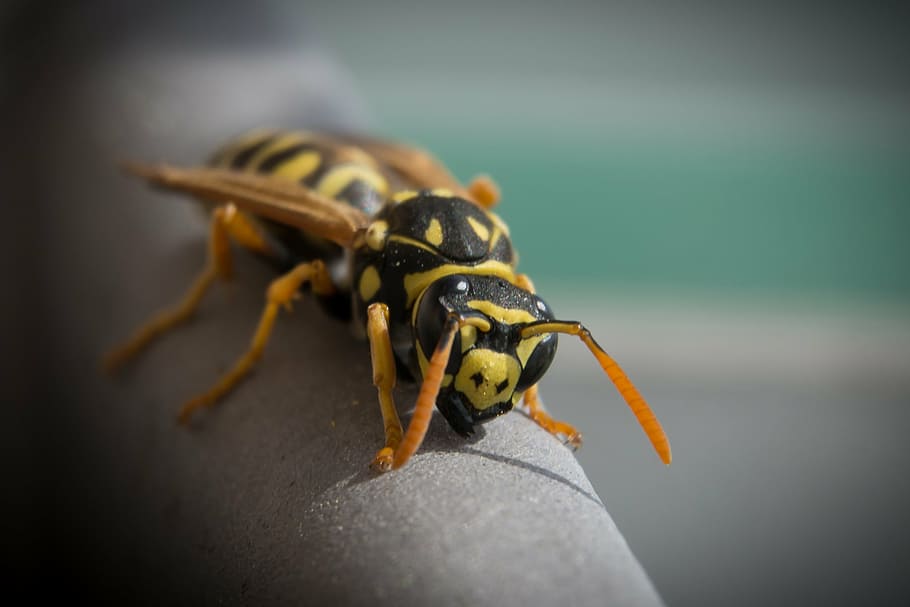 wasp, insect, close, nature, animal, one animal, animal wildlife HD wallpaper