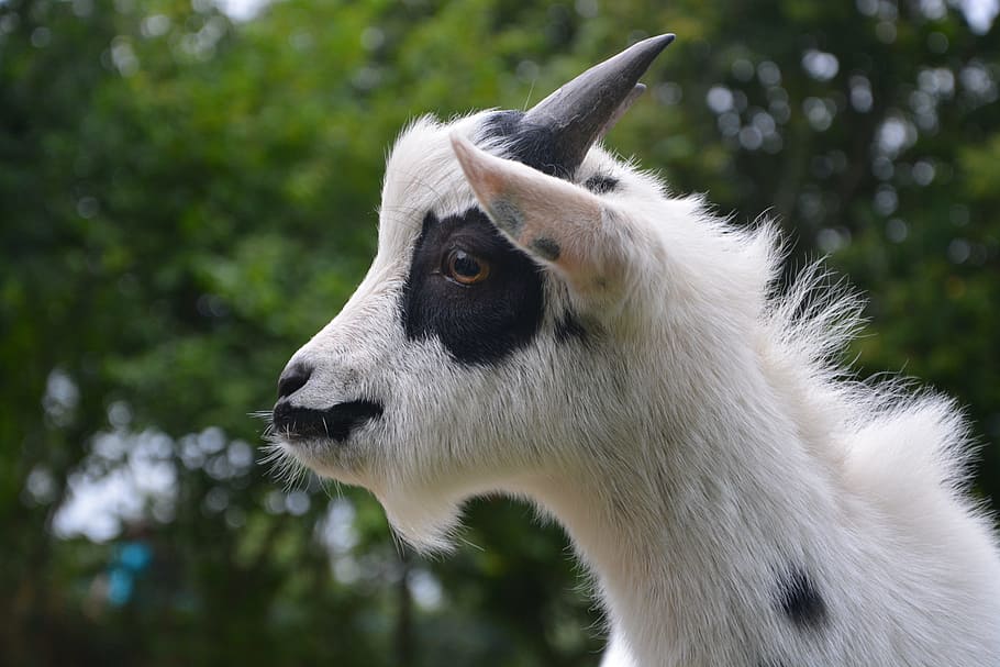 goat, profile, head, nature, animals, domestic animal, france HD wallpaper