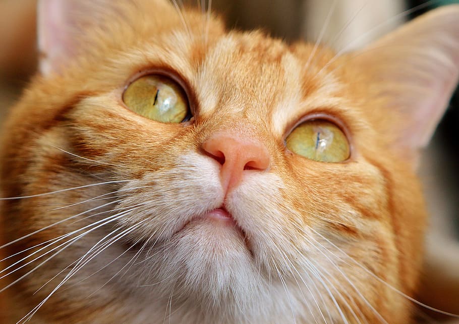 close up shot of orange tabby cat, red, cute, mackerel, tiger HD wallpaper
