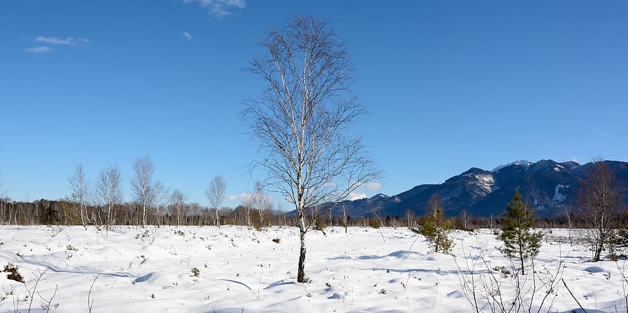Winter, Snow, Tree, Birch, individually, cold, landscape, wintry HD wallpaper