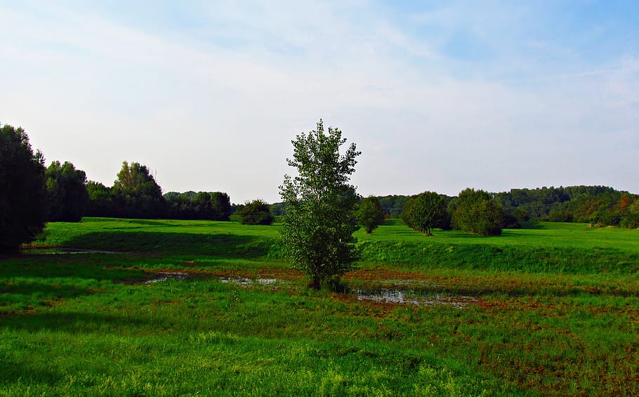 grass, green, spring, meadow, nature, summer, flowers, vegetation HD wallpaper