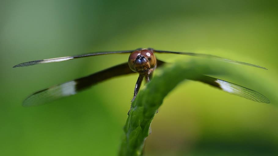 dragonfly, insect, nature, bug, green, animal themes, animal wildlife HD wallpaper