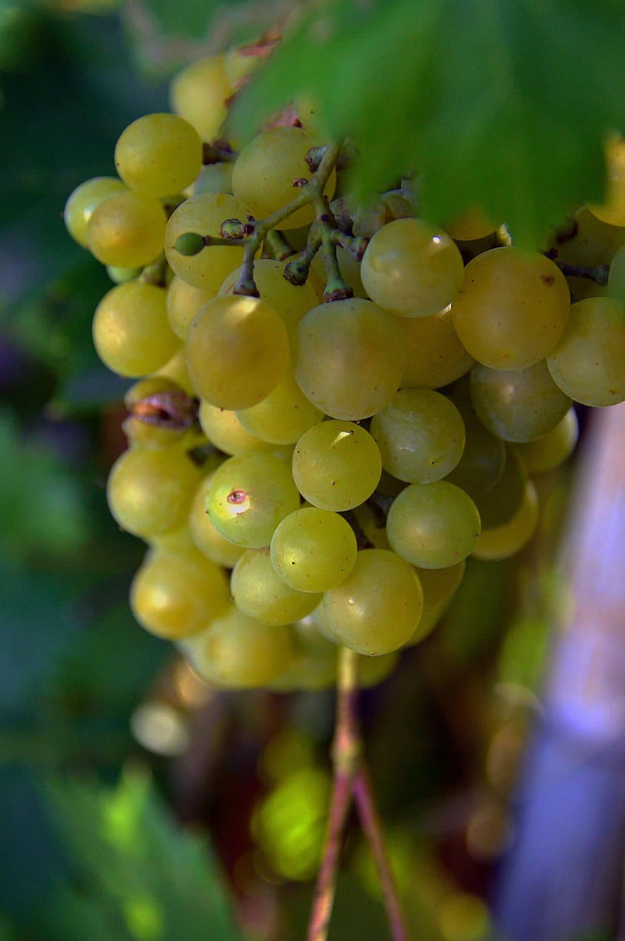 grape, red grapes, fruit, nature, blue, ripe fruit, blue eye HD wallpaper
