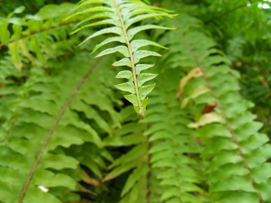 Plants, Wipes, Leaf, nature, green Color, close-up, fern, macro HD wallpaper