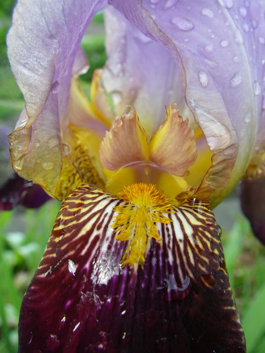 Iris, Flower, Violet, Macro, petal, fragility, close-up, flower head HD wallpaper