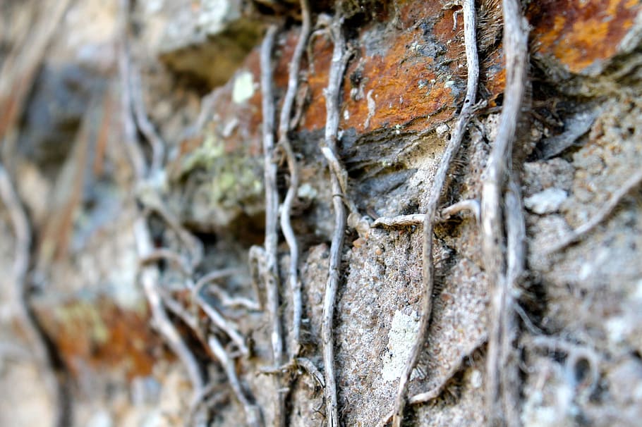 roots, nature, wall, close-up, selective focus, no people, day HD wallpaper