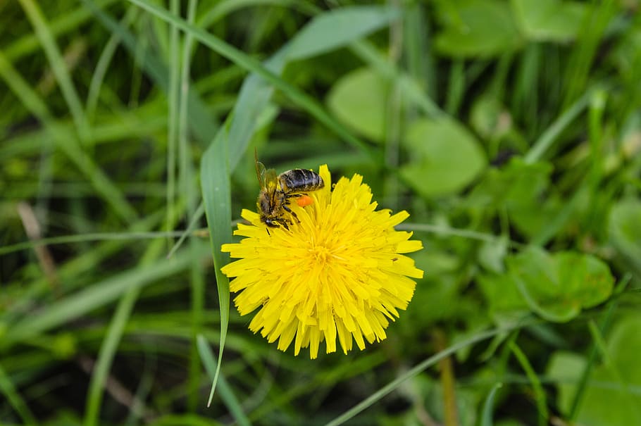 bee, macro, flower, insect, yellow, summer, nature, pollen HD wallpaper