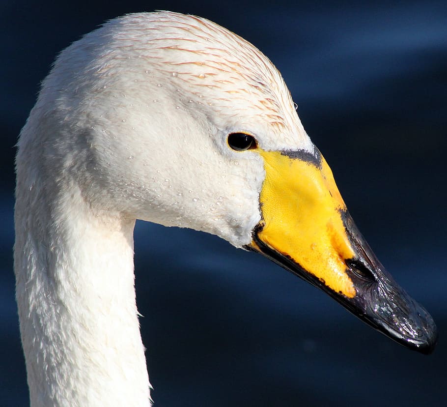 macro photography of white duck head, whooper swan, bird, water, HD wallpaper